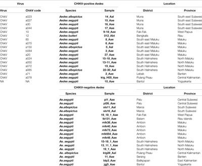 Fast Expansion of the Asian-Pacific Genotype of the Chikungunya Virus in Indonesia